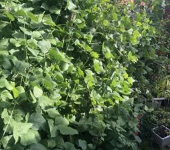 Organic Lablab Bean Vine Variety /Indian Bean/Avarakkai Seeds -Plants Shop 05308E4C 6FA4 4642 998D 2288148BAD0B scaled 1