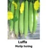 Luffa Seeds -Plants Shop 0C43CF7F 638D 4F77 9A50 49C3B7C000AE