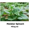 Malabar / Climbing Spinach (mixed Red And Green) Seeds -Plants Shop 0E34A300 3189 4176 BB43 337D29683C71
