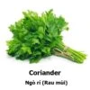 Coriander Seeds