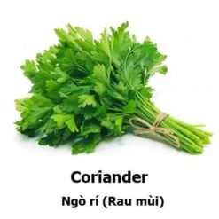 Coriander Seeds
