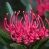 Telopea Truncata (Tasmanian Waratah) Seeds -Plants Shop 1280px Telopea truncata 2