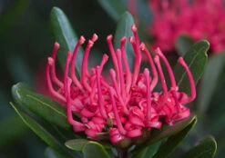 Telopea Truncata (Tasmanian Waratah) Seeds
