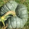 Pumpkin – Triamble Seeds -Plants Shop 12d1b0f879fc81b54ff0ec141e4543db6c4a04e2