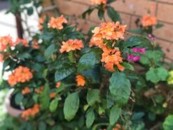 Organic Firecracker Flower/ Crossandra Infundibuliformis/ Kanakambram Seeds -Plants Shop 17C0E88F D04F 46E4 988E F2A2D206EEFF