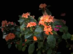 Plants Shop -Plants Shop 17E8A8EB BE32 4E06 9D1D 1F9FFB2C60F1