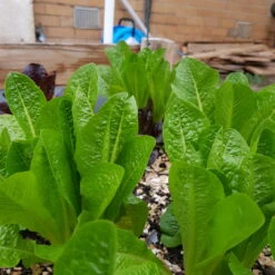 Organic Lettuce Mix Seeds -Plants Shop 20190716 162441 scaled 1