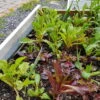 Organic Lettuce Mix Seeds -Plants Shop 20190916 141633 scaled 1