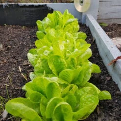 Organic Lettuce Mix Seeds -Plants Shop 20191108 181003 scaled 1
