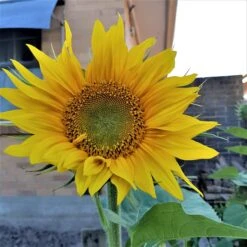 Organic Sun King Sunflower – Yellow Seeds 16 Organic Sun King Sunflower – Yellow Seeds -Plants Shop 20200112 192405 scaled 1