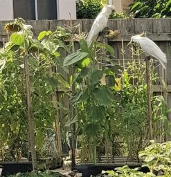 Organic Sun King Sunflower – Yellow Seeds 15 Organic Sun King Sunflower – Yellow Seeds -Plants Shop 20200202 170510 2