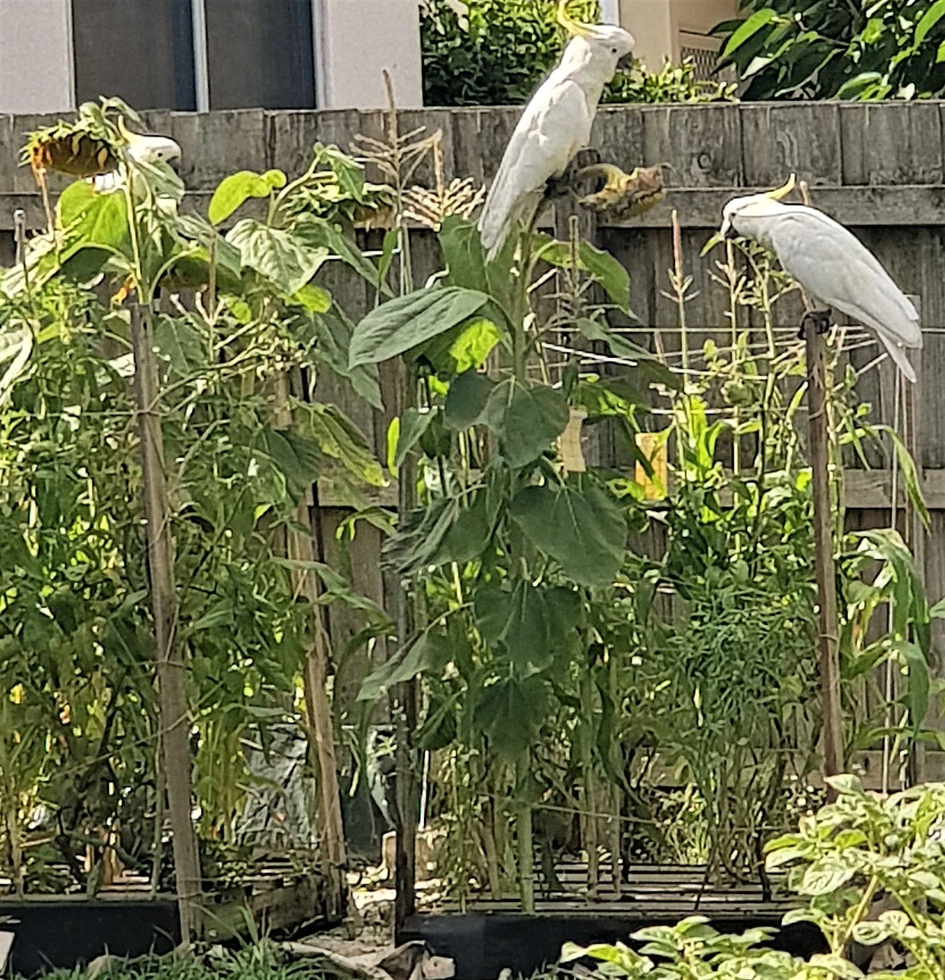 Organic Sun King Sunflower – Yellow Seeds 8 Organic Sun King Sunflower – Yellow Seeds - Image 6