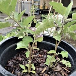 Organic Asian Thai Eggplant – Round Green Large Seeds