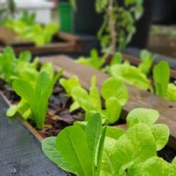 Organic Lettuce Mix Seeds -Plants Shop 20200405 164336 scaled 1