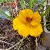 Organic Nasturtium Yellow Alaska Seeds -Plants Shop 20200918 131657 scaled 1