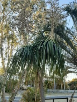 Other Ponytail Palm Seeds -Plants Shop 20201006 171628 scaled 1