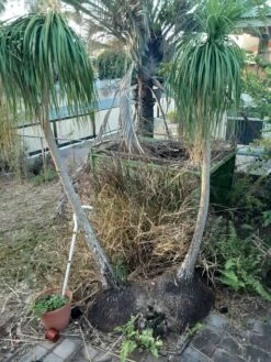 Other Ponytail Palm Seeds -Plants Shop 20201006 171739 scaled 1