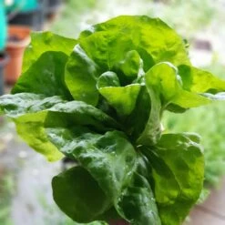 Organic Lettuce Mix Seeds -Plants Shop 20201008 190723 scaled 1