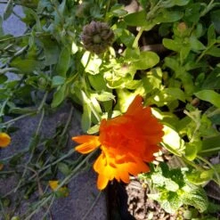 Plants Shop -Plants Shop 20201026 175017 scaled 1