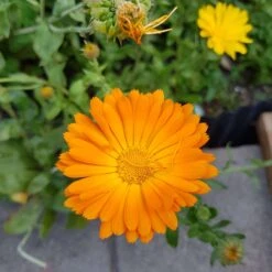 Organic Calendulla – Orange King Seeds -Plants Shop 20201103 183115 scaled 2