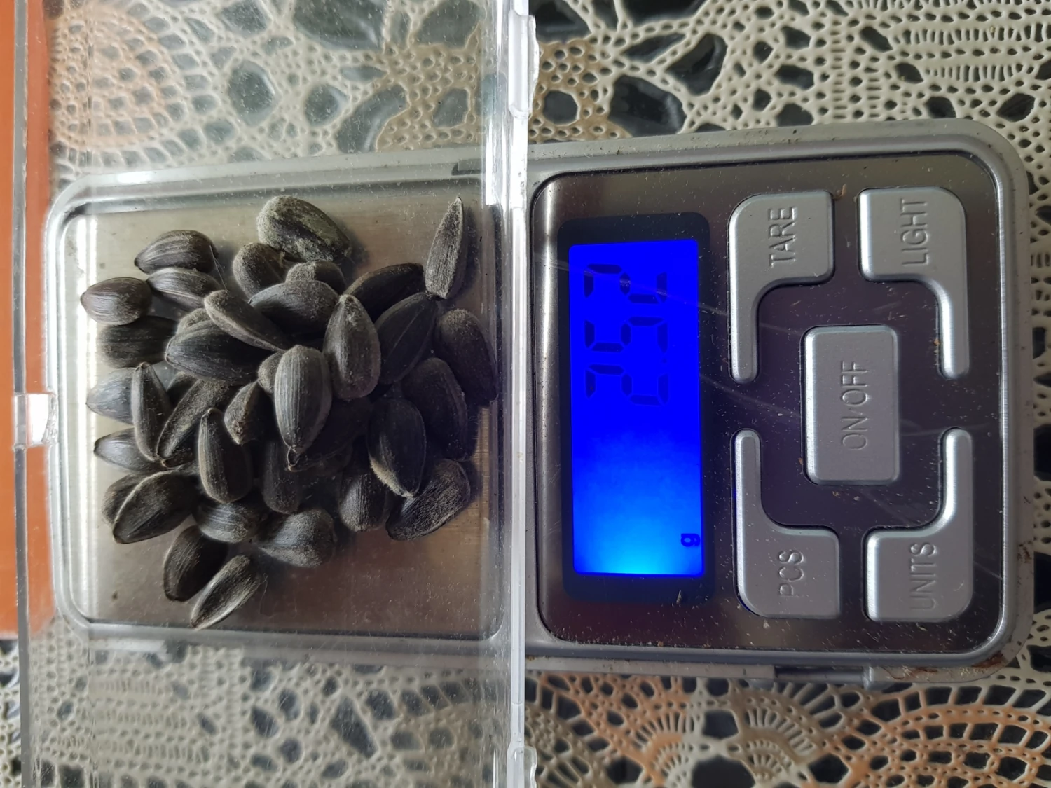 Organic Sun King Sunflower – Yellow Seeds 4 Organic Sun King Sunflower – Yellow Seeds - Image 2