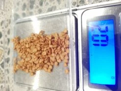 Organic Asian Thai Eggplant – Round Green Large Seeds -Plants Shop 20201107 014502