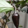 Count Dracula Chilli Seeds -Plants Shop 20210219 095052 scaled 1