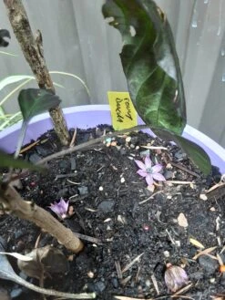 Count Dracula Chilli Seeds -Plants Shop 20210219 095108 scaled 1