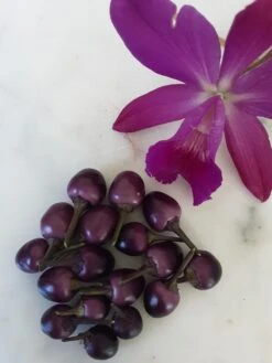Purple Prince – C. Annum. Seeds