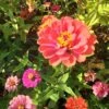 Zinnia ‘Elegans Mixed’ Seeds -Plants Shop 20210402 155508 scaled 1