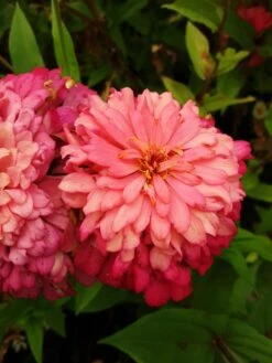 Zinnia ‘Elegans Mixed’ Seeds 11 Zinnia ‘Elegans Mixed’ Seeds -Plants Shop 20210404 093757 scaled 1