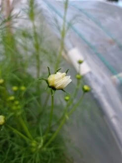 Organic Cosmos Sonata Series – White Seeds -Plants Shop 20210409 171737 scaled 1