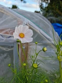 Organic Cosmos Sonata Series – White Seeds -Plants Shop 20210409 171803 scaled 1