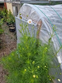 Organic Cosmos Sonata Series – White Seeds -Plants Shop 20210409 171844 1 scaled 1