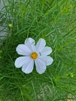 Plants Shop -Plants Shop 20210409 172116 scaled 1