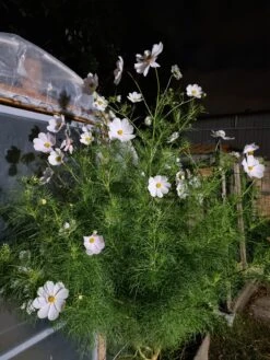 Organic Cosmos Sonata Series – White Seeds -Plants Shop 20210422 183429 scaled 1