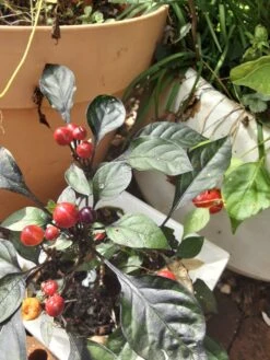 Purple Prince – C. Annum. Seeds -Plants Shop 20210502 110006 scaled 1