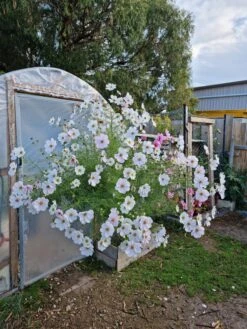 Organic Cosmos Sonata Series – White Seeds