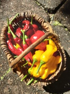 Peter Pepper – C. Annum Seeds -Plants Shop 20210605 104819 scaled 1