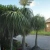 Other Ponytail Palm Seeds -Plants Shop 20220128 173522 scaled 1