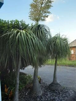 Other Ponytail Palm Seeds