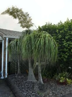 Other Ponytail Palm Seeds -Plants Shop 20220128 173536 scaled 1