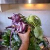Kol Rabi Purple Vienna Seeds -Plants Shop 20220321 164428 scaled 1