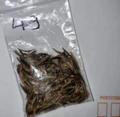 Organic Cosmos Sonata Series – White Seeds -Plants Shop 20221031 190506 scaled 1