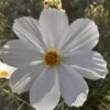 White Cosmos Seeds -Plants Shop 20221113 084837 scaled 1
