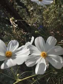 White Cosmos Seeds -Plants Shop 20221113 084846 scaled 1