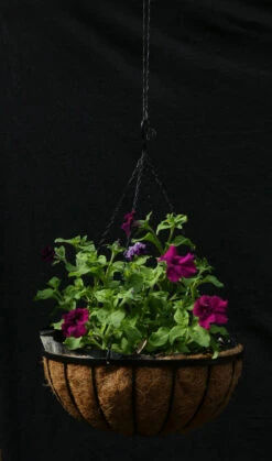 Petunia ‘Giant Cherry’ – Petunia X Hybrida Grandiflora Seeds -Plants Shop 2023 1