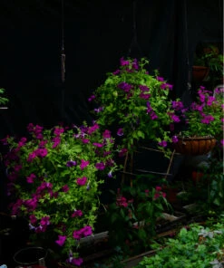 Petunia ‘Giant Cherry’ – Petunia X Hybrida Grandiflora Seeds