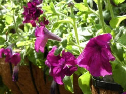 Petunia ‘Giant Cherry’ – Petunia X Hybrida Grandiflora Seeds -Plants Shop 2023 4