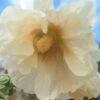 Hollyhock (Pale Yellow) Seeds -Plants Shop 20230115 092400 scaled 1